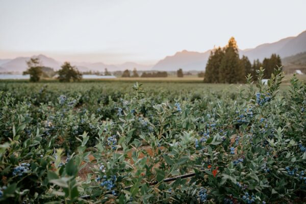 Fieldpic1