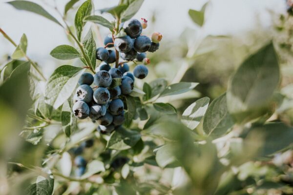 TFV_ChwkBlueberries_PartnerSelect-33-of-55-1-scaled